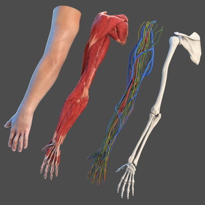 3D Arm Anatomy Asian Man