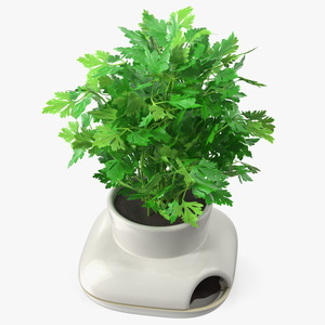 3D Parsley in Sagaform Single Herb Pot White