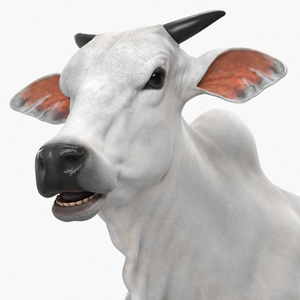 3D Ongole Cattle Male model