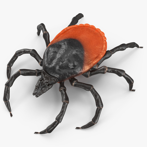 3D model Tick