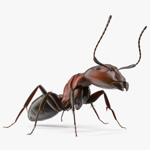 Realistic Red Ant Insect 3D model