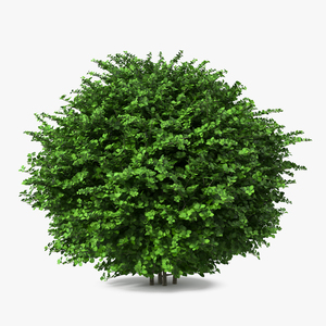 3D model Barberry Shrub Green