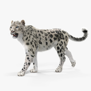 Snow Leopard Walking Pose with Fur 3D model