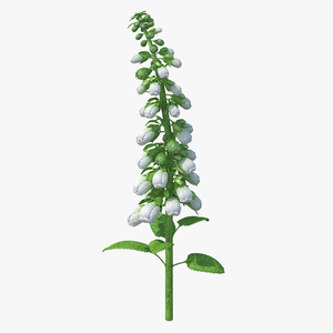 White Foxglove Stem 3D model