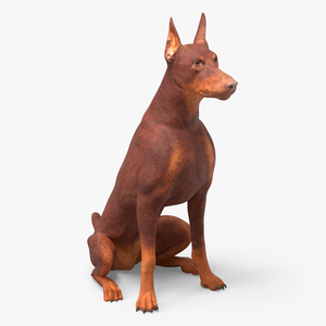 3D Doberman Dog Brown Sits model