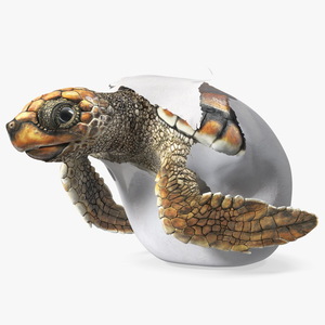 3D Brown Sea Turtle Hatching from the Egg model