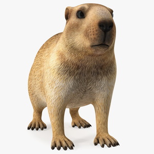 3D Marmot Rigged model