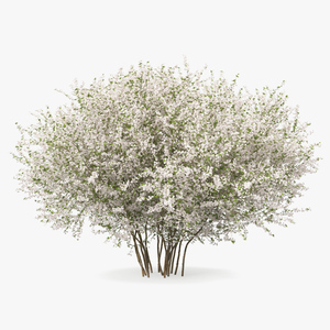 3D Bush Linnaea Amabilis