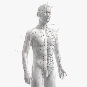 3D Male Acupuncture Anatomy Chart with Needles model