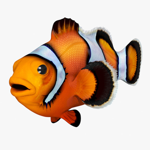 3D model Realistic Clownfish Rigged for Cinema 4D