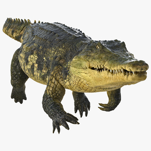 3D Animated Crocodile Swiming Rigged model