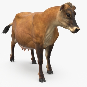 Jersey Dairy Cow Fur Rigged 3D