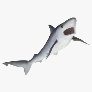 Milk Shark Rigged 3D