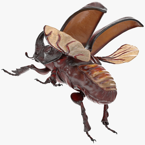 Rhinoceros Beetle Oryctes Nasicornis Flying with Fur 3D