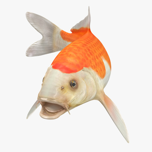 Harivake Koi Fish Rigged 3D model