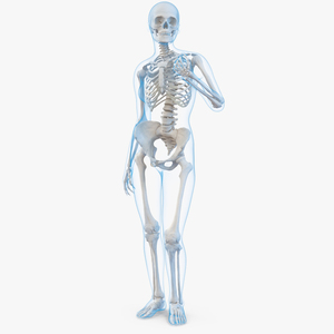 Female Body with Skeleton Standing Pose 3D model