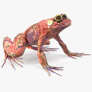 3D model Frog Muscular System