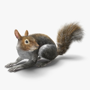 Gray Squirrel Fur Rigged 3D model