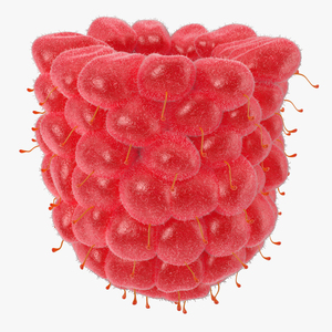 3D model Raspberry 6 with Fur