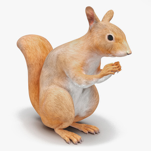 3D model Red Squirrel in a Sitting Pose