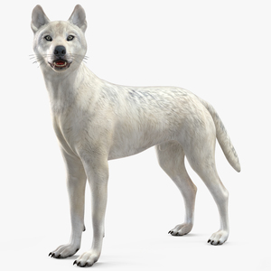 White Wolf Rigged 3D