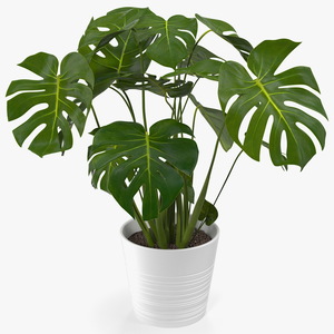 3D model Monstera Deliciosa Tropical Plant in Pot