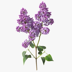 Lilac Branch 3D