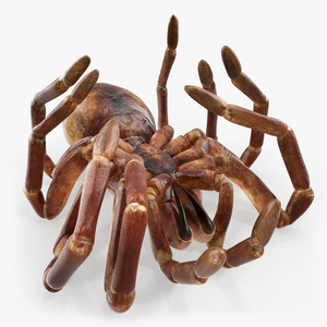 Goliath Birdeater Dead Pose 3D