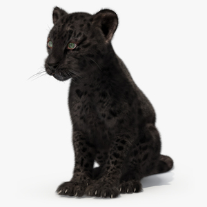 Black Leopard Cub Sitting Pose with Fur 3D model