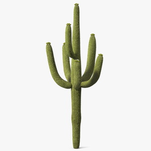 3D Saguaro Cactus Fur model