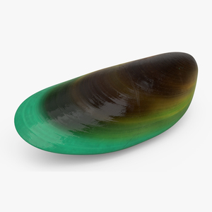 3D Green Lipped Clam Shell model