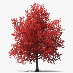 Autumn Maple Tree 3D