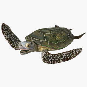 3D Realistic Sea Turtle Rigged for Maya