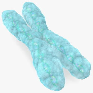 3D Human X Chromosome model