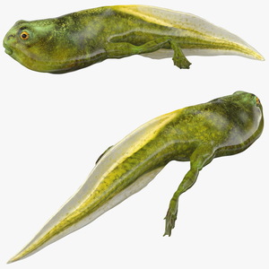 Tadpole with Legs 3D