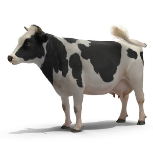 3D Animated Cow Eating Rigged