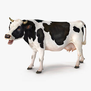 3D Dairy Cow Rigged