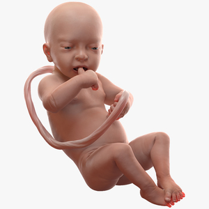 3D model Baby Boy at 32 Weeks