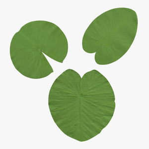 Water Lily Leaf Set 3D model