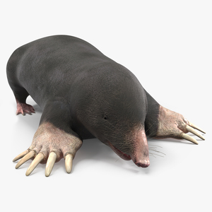 3D European Mole Animal Rigged for Maya