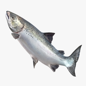 Atlantic Salmon Fish Rigged 3D