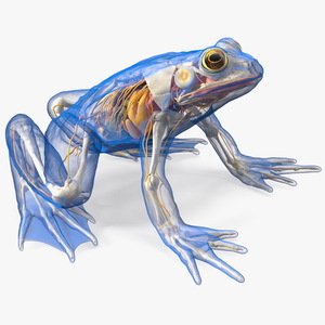 Frog Nervous System 3D model