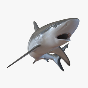 Grey Reef Shark Pose 2 3D