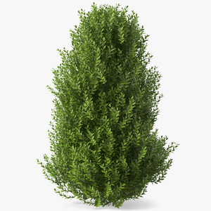 Sweet Bay Laurel Shrub 3D