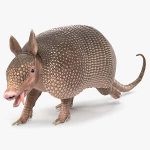 3D model Armadillo Pink Rigged for Cinema 4D