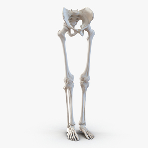 3D model Human Male Lower Body Skeleton