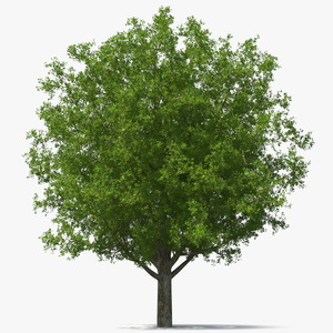 3D Realistic Oak Tree model