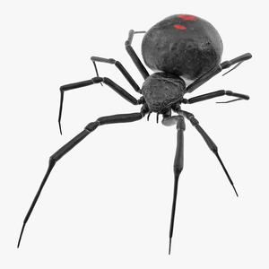 Widow Spider 3D