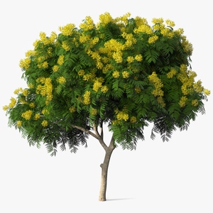 3D Peltophorum Pterocarpum Tree with Flowers