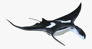 3D Manta Ray Pose 2